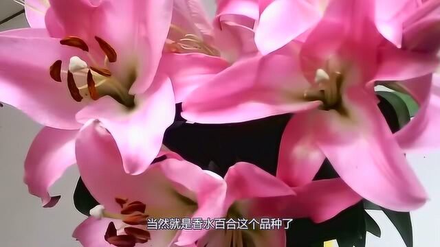 百合中最香的一个品种,香味怡人,堪比“香水”,养花老手最爱!