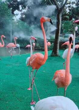 我觉得火烈鸟的叫声有一点好笑