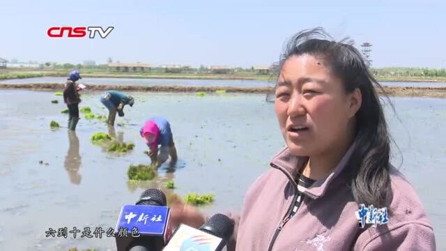 探访沈阳“稻梦空间”揭秘巨幅稻田画如何制作