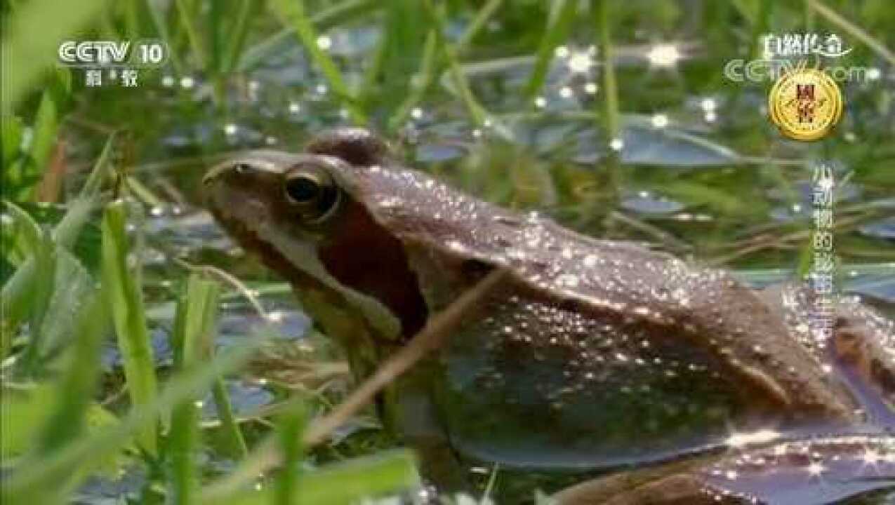 自然传奇青草蛇追逐水鼩鼱逃跑回到巢中一只林蛙成了替死鬼