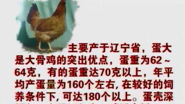 蛋鸡养殖视频教程 蛋鸡高产养殖技术 如何养殖蛋鸡