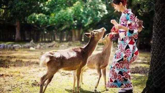 日本最奇特的地下影院,成年人才能进入,里面的景象让人深感意外