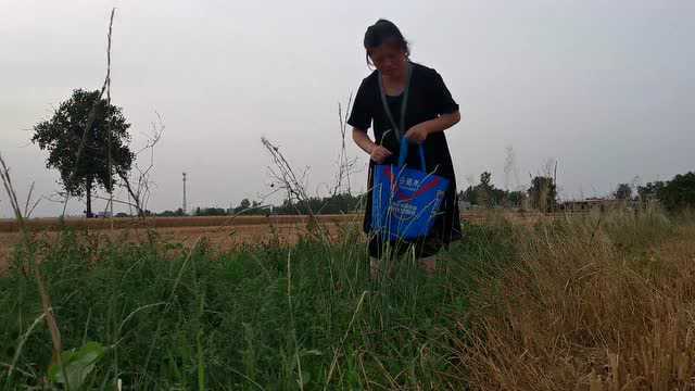 过瘾!农村媳妇去地里找野菜,碰到好多猪毛草