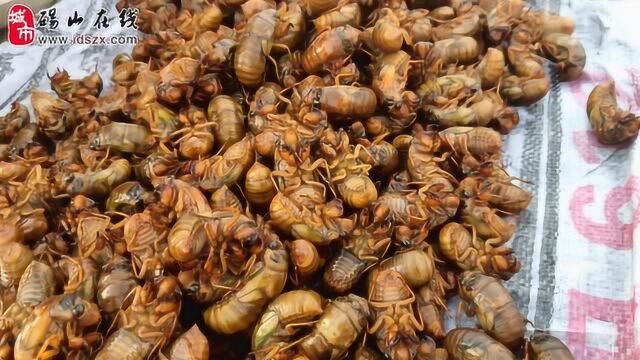 砀山农村神兽爬拉猴出没了