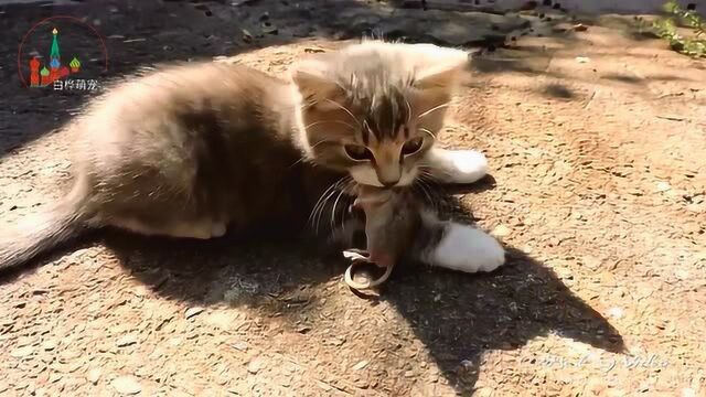 刚满月的小奶猫就会抓老鼠!一脸骄傲的小表情太可爱了