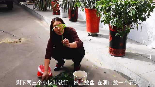 招财树移植的小方法,你知道多少?这样成活率很高