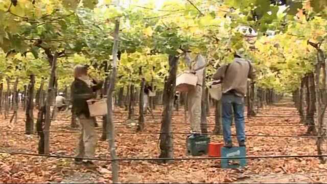 Andean Vineyards阿根廷葡萄酒酿造全程