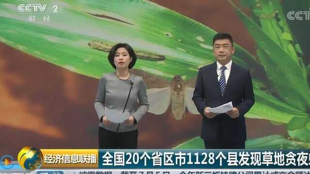 一只幼虫毁一株玉米 “行军虫”入侵我国20个省区市