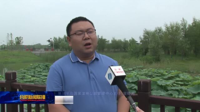 巢湖半岛国家湿地公园纳入长江湿地保护网络