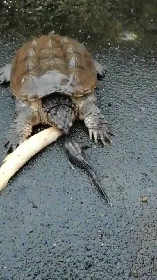 当乌龟看到了鱼，没想到下一秒就是干脆的一口，动作太快了吧！