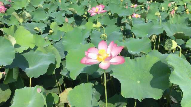 农村大爷种经济作物,一亩地卖多少钱?大爷告诉你真实收入