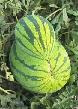 大西瓜上还长了一个小西瓜