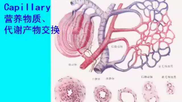 中山大学人体解剖学36课03