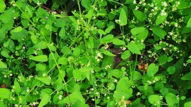 “宁要草、不要草甘膦”,贵州已对草甘膦“痛下狠手”