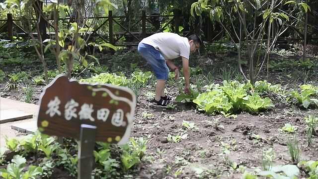 地矿人驻村扶贫,打造农家微菜园