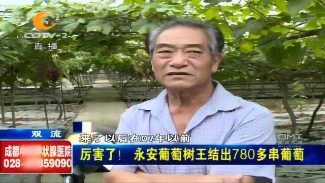 厉害了!永安葡萄树王结出780多串葡萄