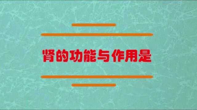 肾的功能与作用是什么呢?