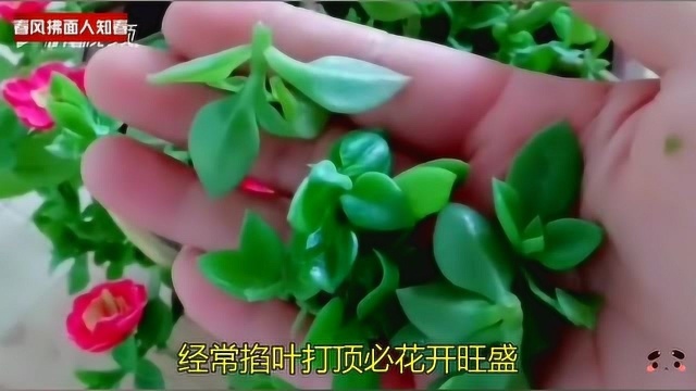 你家牡丹吊兰没开过一次花?喜阳光常暴晒,常掐叶打顶必花开旺盛