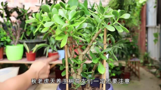 玉树如何战胜秋老虎?除了正确“浇水”,做好这几点,植株花爆盆