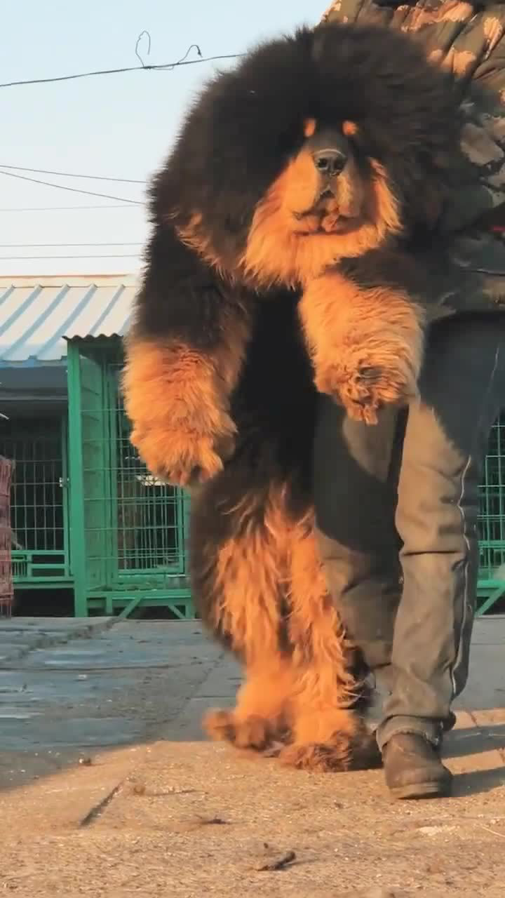 这一头藏獒真是太威风了,看了接下来一幕,我承认羡慕了!
