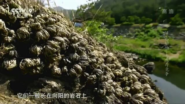 卷柏是蕨类植物,生长在向阳的岩石上,没有树荫遮挡处于干旱状态