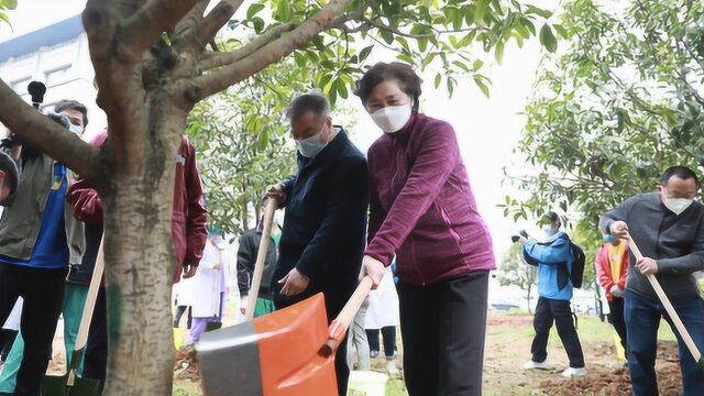 李兰娟和医疗队一起种下桂花树 患者透过窗户就能看到桂花林