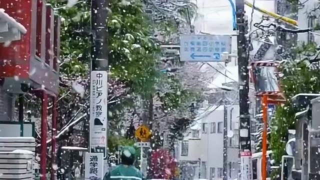 日本51年一遇的满开樱花雪,最梦幻不过如此吧,感觉就像在动画里一样