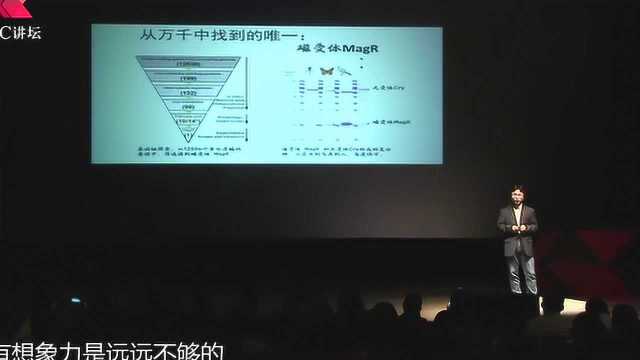 与动物迁徙密切相关,科学家推测生物体内有蛋白充当了指南针