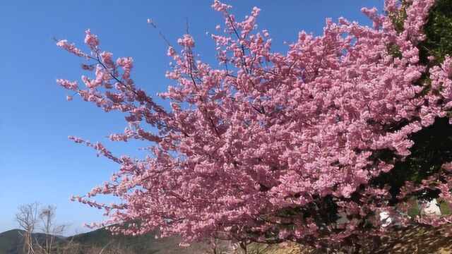 樱花风景欣赏,樱花景色优美动人,樱花观赏