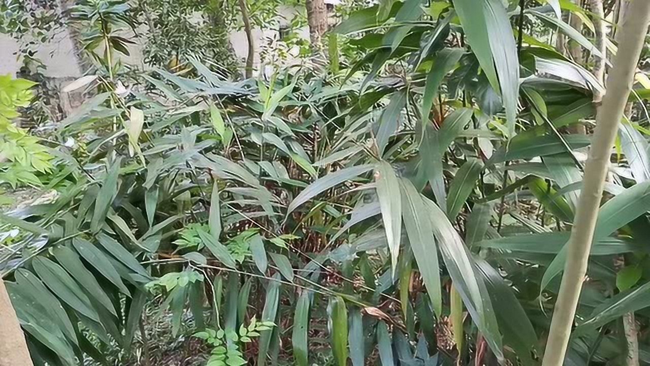 山上柿子树挖回来怎么种 1280