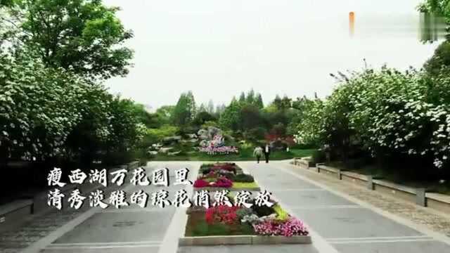 扬州:瘦西湖琼花盛开