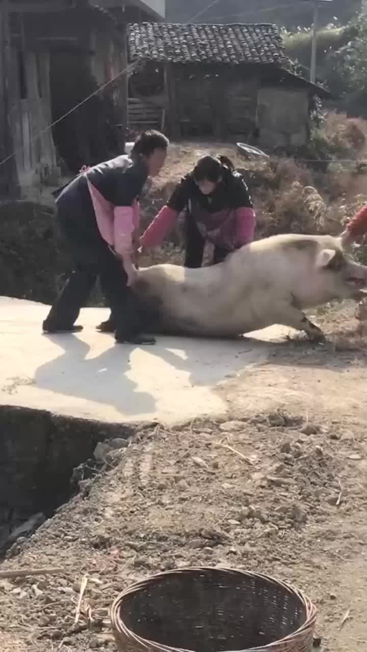 杀了她喂猪 腾讯网