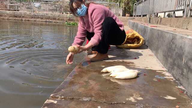 非常时期下,客家妹子的一天,客家女人真能干