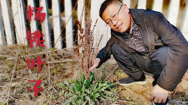 你还在为脚气、脚痒烦恼吗?植物——杨铁叶子,好用你得谢谢我