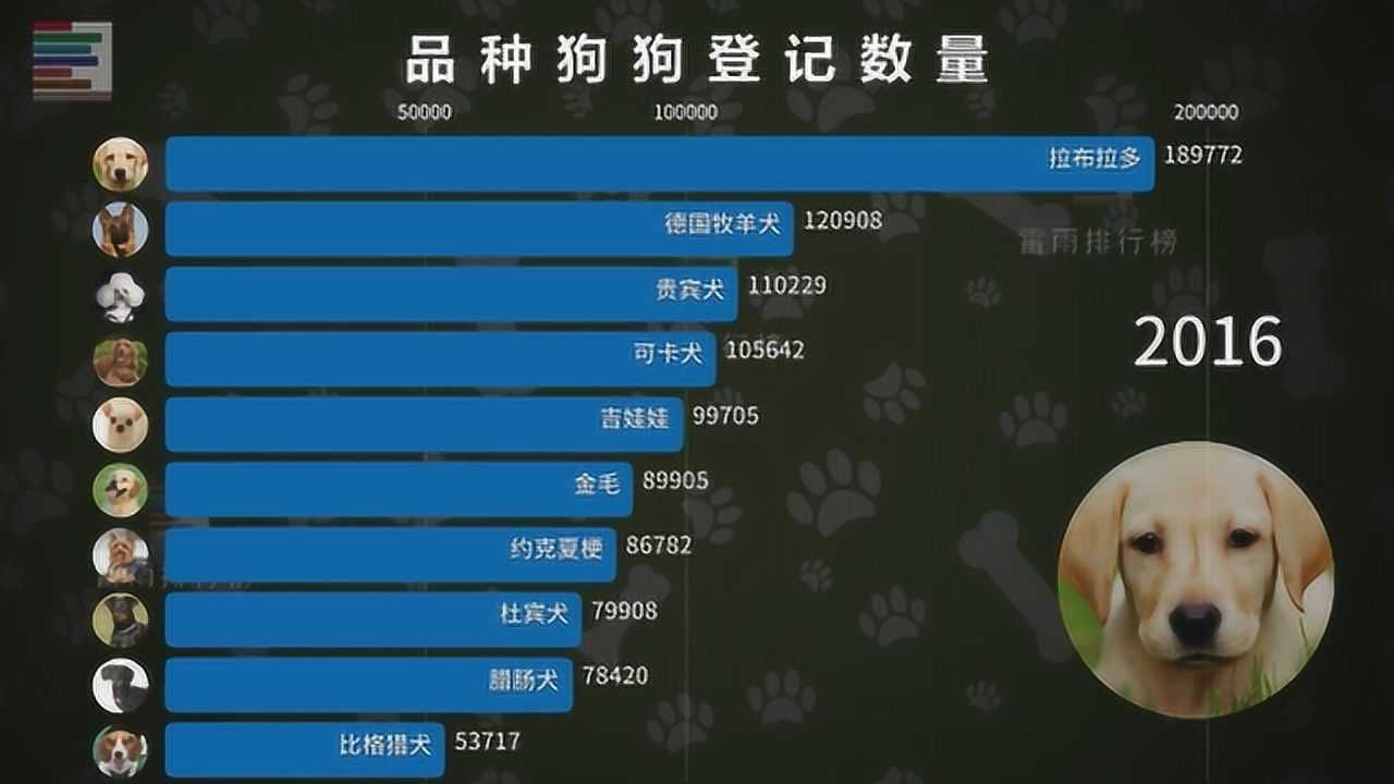 品种狗狗数量排行榜 看看你家狗子上榜没?