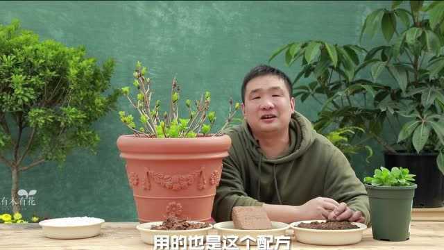 常用养花基质介绍与配土