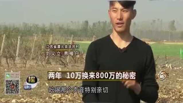 穷小伙养殖大雁,2年时间用10万赚回800万,他到底有什么技巧?