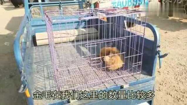 男子出售的金毛别人只给价300元,昆明犬幼犬较深的两只1300元!