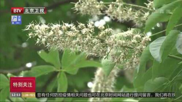 通惠河畔300年古菩提树花朵盛开!