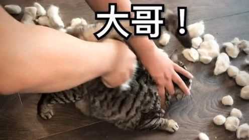 猫咪：大哥差不多了，再撸就成秃子了！
