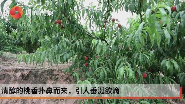 四川江安:400亩水蜜桃首次挂果 特色产业巩固脱贫攻坚成果