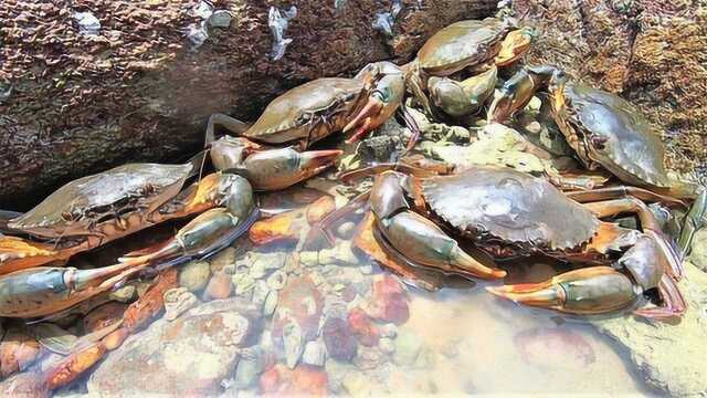 农村小哥出门赶海,发现一窝肥美大蟹,堪比黄金的螃蟹值多少钱?