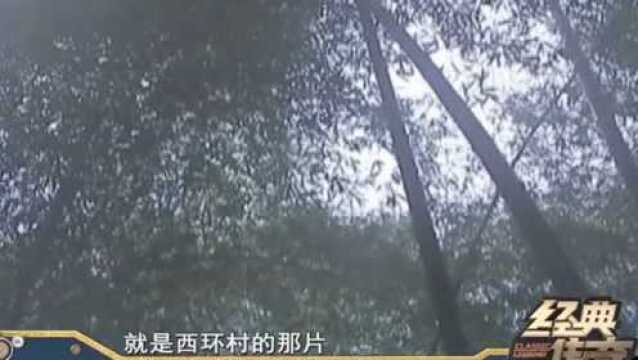 村民们都害怕山里的竹林,每次经过的时候,都会听到敲击竹竿声音