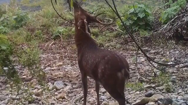 江西九江罕见拍下“五鹿同框” 梅花鹿正追逐觅食