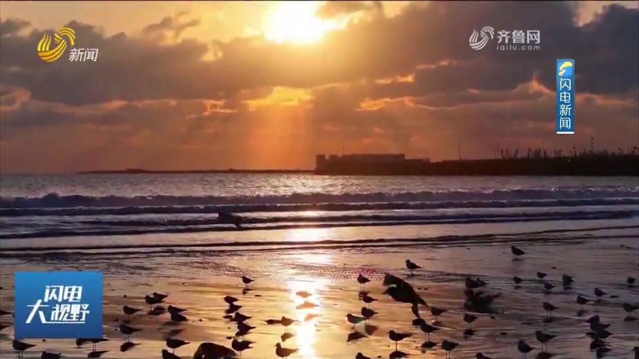 日照岚山海州湾畔群鸥翔集,追逐嬉戏肆意飞舞,成冬日独有风景