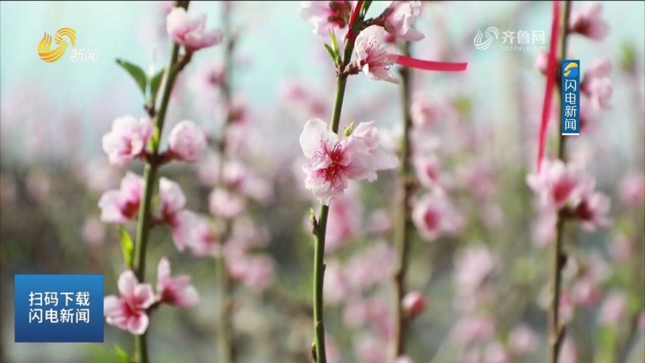 冠县:万亩油桃花竞相盛开,粉嘟嘟红艳艳挂满枝头,一起来赏美景