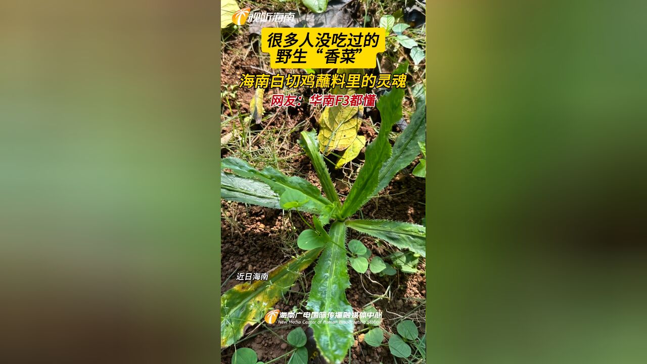 有人吃过这个野生“香菜”吗?海南白切鸡蘸料里的灵魂!网友:华南F3都懂!