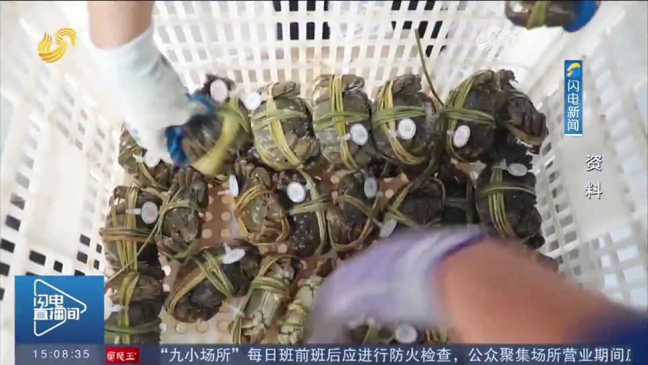 东营:黄河大闸蟹蟹苗投放忙,多方面政策资金扶持,助力增收致富