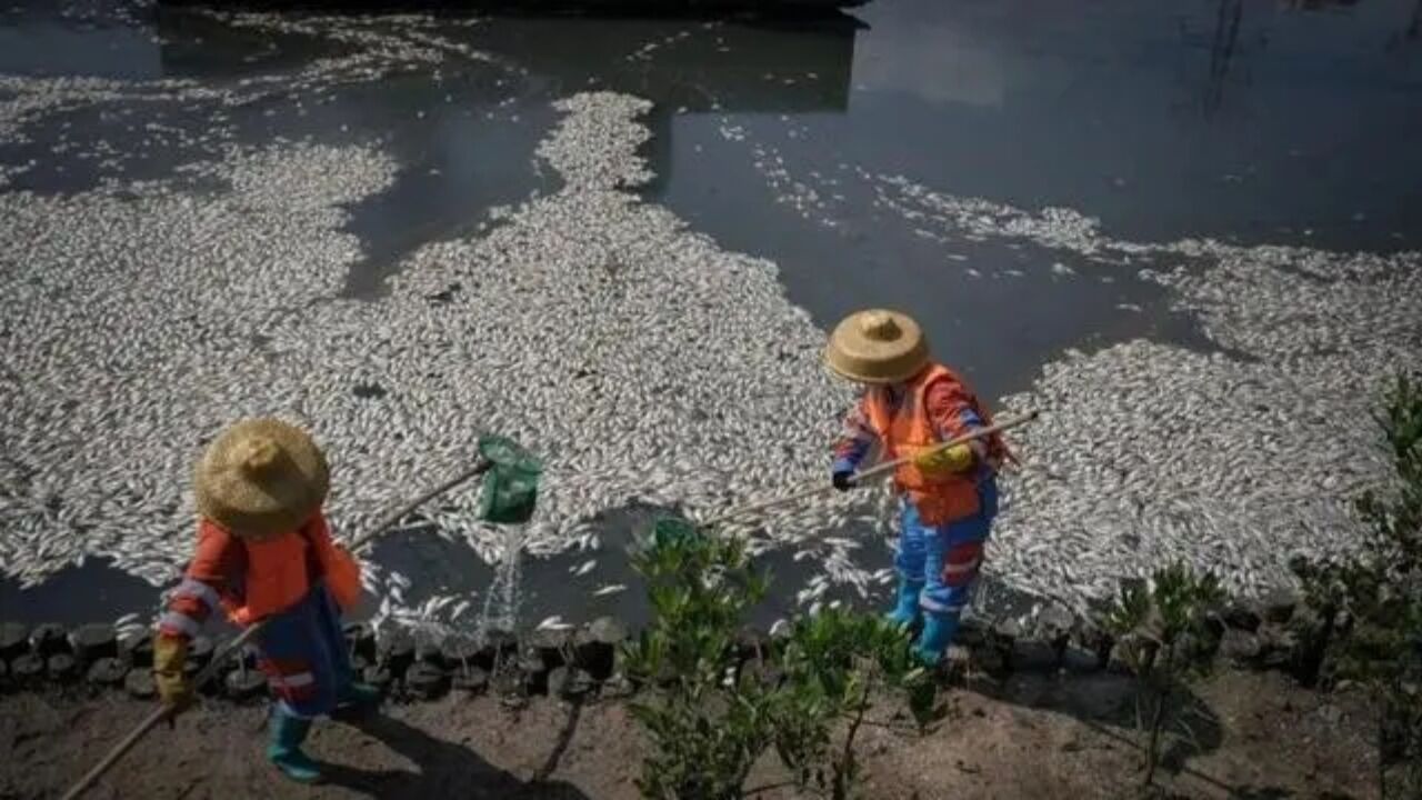 海口红城湖出现大量死鱼,密密麻麻铺满水面,官方:因盐度骤降致死