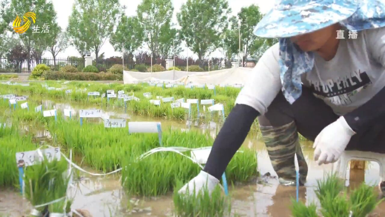 荒滩变良田!海水稻团队接力“禾下乘凉梦”